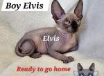 Sphynx Boy ELVIS Ready to go home now - Sphynx Kitten For Sale - Lockport, IL, US