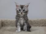 Adam - Maine Coon Kitten For Sale - NY, US