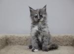 Isis - Maine Coon Kitten For Sale - NY, US