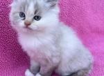 Puff - Balinese Kitten For Sale - Silver Lake, IN, US