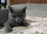 Dally - Scottish Straight Kitten For Sale - Dedham, MA, US