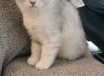 Scottish straight female 3 - Scottish Straight Kitten For Sale - Lyman, SC, US