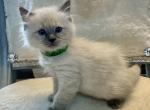 Milo - Ragdoll Kitten For Sale - Mount Joy, PA, US