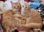 Princess and Pumpkin - Domestic Cat For Sale - Wheaton, IL, US