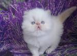 Pushkek - Persian Kitten For Sale - Hollywood, FL, US