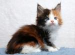 Julie Polycoon - Maine Coon Kitten For Sale - Miami, FL, US