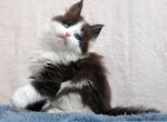 Justin Polycoon - Maine Coon Kitten For Sale - Miami, FL, US