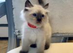 Percy - Ragdoll Kitten For Sale - Mount Joy, PA, US