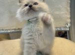 Mason - Ragdoll Kitten For Sale - Mount Joy, PA, US