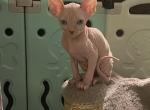 beautiful boy sphynx kitten - Sphynx Kitten For Sale - Canal Winchester, OH, US