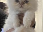 Autumn litter - Persian Kitten For Sale - Worcester, MA, US