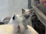 Mac - Ragdoll Kitten For Sale - Mount Joy, PA, US