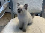 Miles - Ragdoll Kitten For Sale - Mount Joy, PA, US