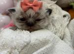 Cloves babbies - Himalayan Kitten For Sale - Worcester, MA, US