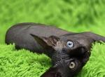 Orcus - Sphynx Kitten For Sale - Mundelein, IL, US