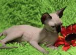 Tilda - Sphynx Kitten For Sale - 