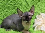 Eva - Sphynx Kitten For Sale - 