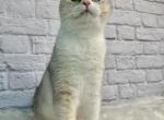 Beatris - Scottish Straight Cat For Sale/Retired Breeding - Temecula, CA, US