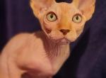 Alex - Sphynx Kitten For Sale - Mundelein, IL, US