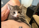 The gray one - Domestic Kitten For Adoption - Buckeye, AZ, US