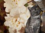 Baron - British Shorthair Kitten For Sale - Philadelphia, PA, US