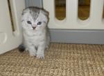 Chub Chub - Scottish Fold Kitten For Sale - 