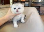 Silver shaded boy - British Shorthair Kitten For Sale - 