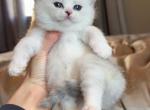 Silver shaded Girl - British Shorthair Kitten For Sale - Fontana, CA, US