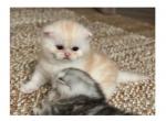 George - British Shorthair Kitten For Sale - Richardson, TX, US