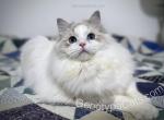 Winston - Ragdoll Cat For Sale - Tuscaloosa, AL, US