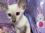 Sourpuss's - Siamese Kitten For Sale - Waterbury, CT, US