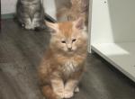 Maine coon - Maine Coon Kitten For Sale - Los Angeles, CA, US