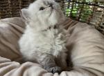 SOLD Chocolate lynx female brown - Ragdoll Kitten For Sale - Mosier, OR, US