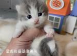 blue and white - Munchkin Kitten For Sale - Las Vegas, NV, US