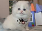 Mimi - Ragdoll Kitten For Sale - Las Vegas, NV, US