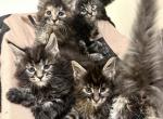 X and Y - Maine Coon Cat For Sale - Marco Island, FL, US