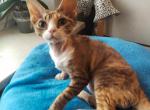 Thea - Devon Rex Kitten For Sale - Pembroke Pines, FL, US