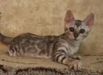 Lola - Bengal Kitten For Sale - Pembroke Pines, FL, US