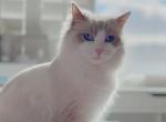 Taotao - Ragdoll Cat For Sale - Las Vegas, NV, US