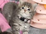 Pepper - Maine Coon Kitten For Sale - 