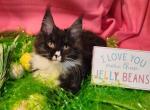 Alpha - Maine Coon Kitten For Sale - Brighton, CO, US