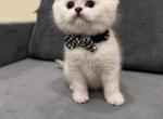 Icarus - British Shorthair Kitten For Sale - Philadelphia, PA, US