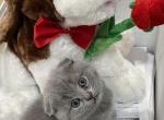 Fiona - Scottish Fold Kitten For Sale - 