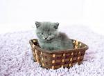 B - Scottish Straight Kitten For Sale - 