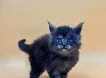 Arnold - Maine Coon Kitten For Sale - Brighton, CO, US