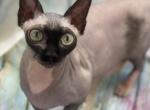 Barbie - Bambino Cat For Sale - Pittsburgh, PA, US