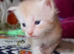 Dagwood - Maine Coon Kitten For Sale - Santa Maria, CA, US