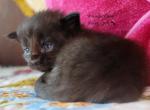 Darcy - Maine Coon Kitten For Sale - Santa Maria, CA, US