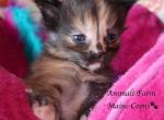 Della - Maine Coon Kitten For Sale - Santa Maria, CA, US