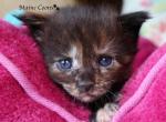 Dixie - Maine Coon Kitten For Sale - Santa Maria, CA, US